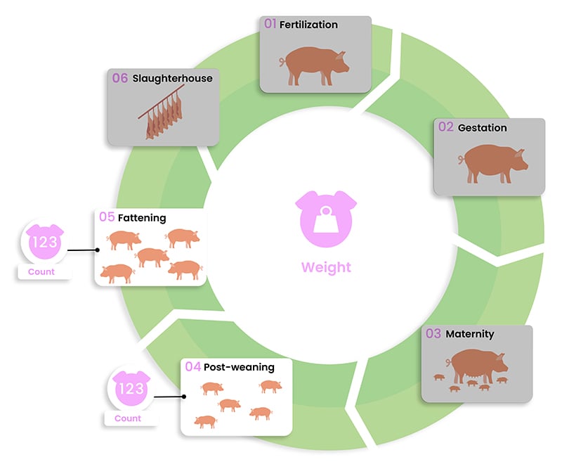 solutions-to-improve-technical-and-economic-performance-in-pig-production