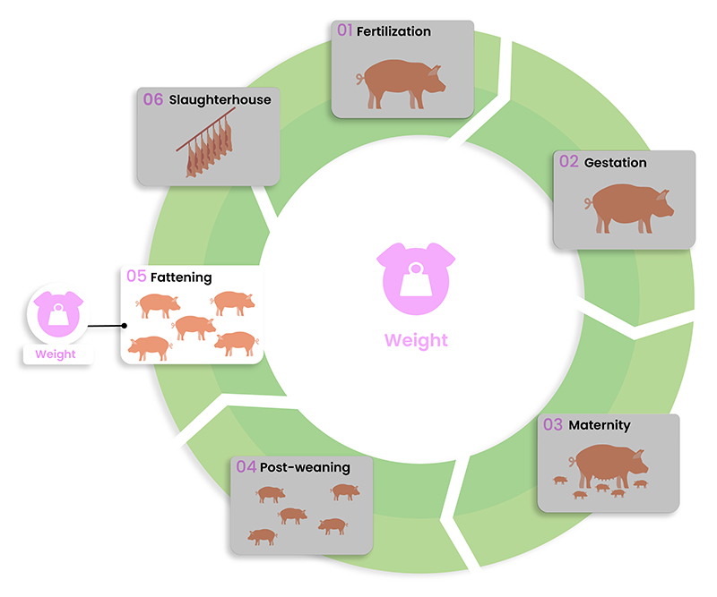 Solutions to improve technical and economic performance in pig production